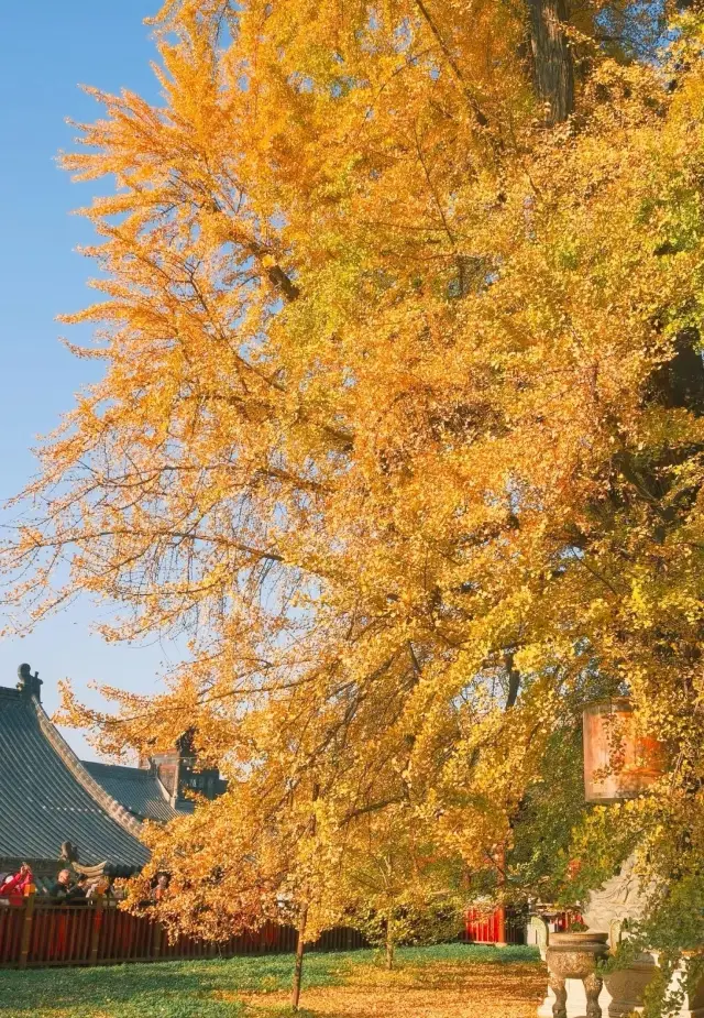 落葉盡知深秋，一樹一眼千年