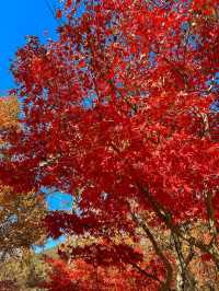 接下來的蘇州天花板｜只剩下這幾顆紅楓樹