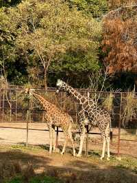 免費開放紅山動物園巨好逛全新攻略來啦