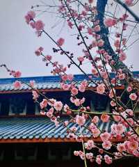 說三遍:不是林陽寺，不是林陽寺，不是林陽寺