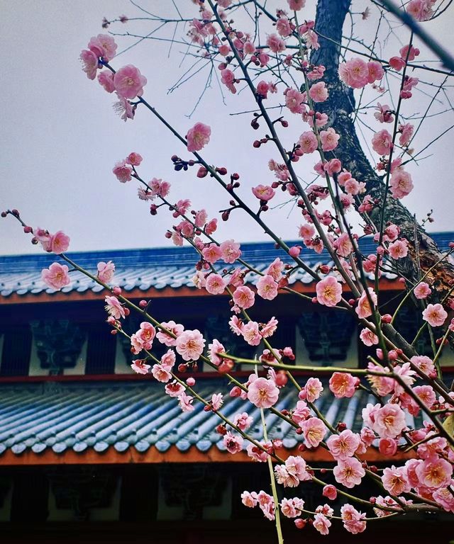 說三遍:不是林陽寺，不是林陽寺，不是林陽寺