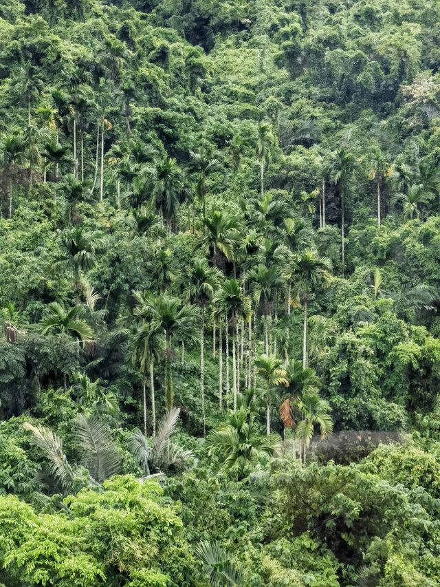 呀諾達熱帶雨林