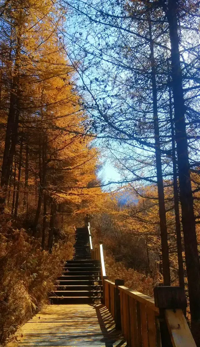 Ulanqab 'Rhythm of the Forest' Sumushan