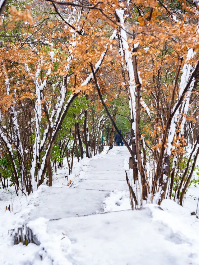 The first snow has arrived! Here's a guide to snow-watching and hiking in Nanjing's Purple Mountain