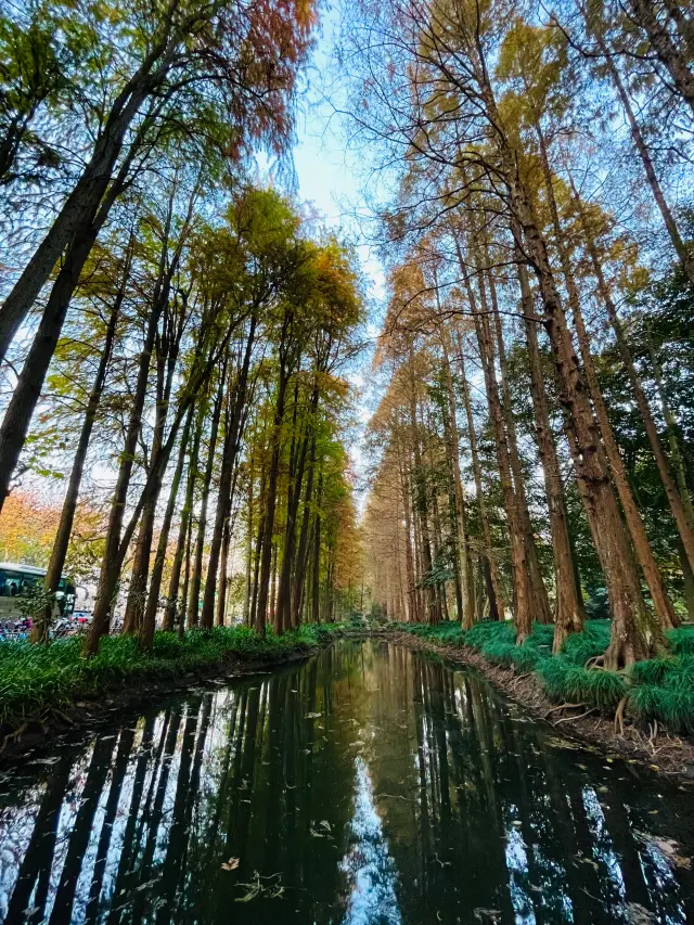 Who would believe this is Taiziwan Park in December