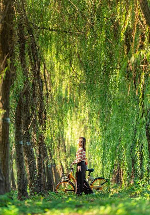 眼前一亮:「海上」自行車道 眼前一亮:「海上」自行車道