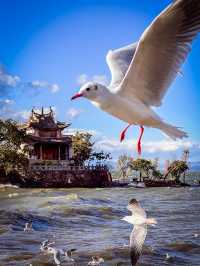 雲南北線，悠哉兩天饒洱海！