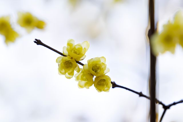 現在來杭州這裡看梅花！美翻了