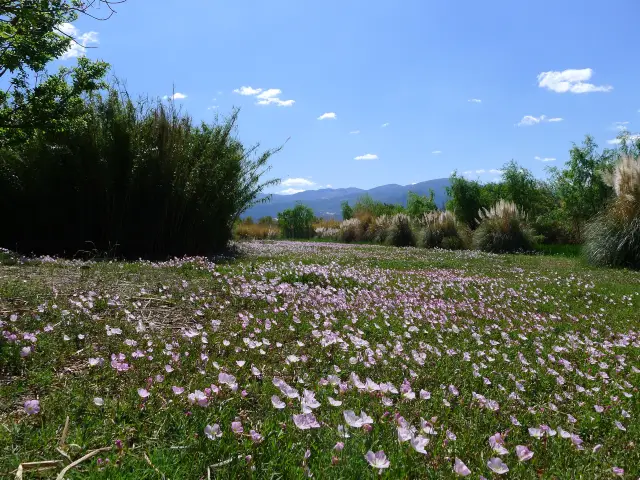 คุณอยู่ที่ชายฝั่งของทะเลสาบ Qionghai · สวนที่สวยที่สุด - สวนประติมากรรมดอกไม้ Ji Xiang