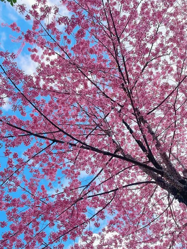 冬日櫻花