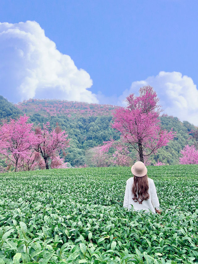 無量山櫻花谷 錯過就要等一年