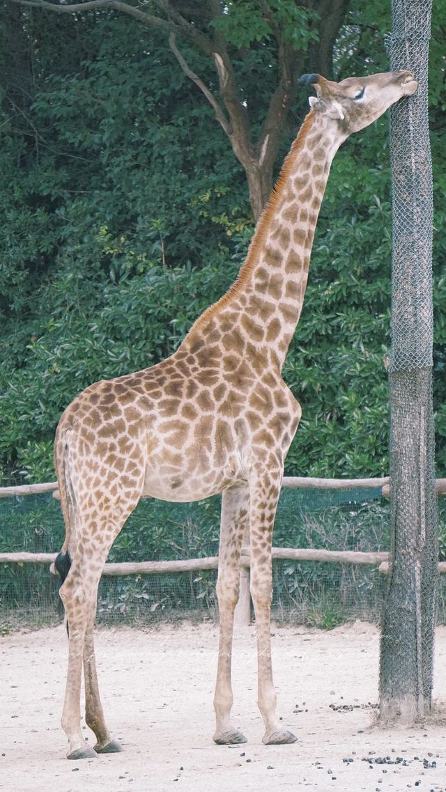 上海野生動物園丨旅遊打卡景點攻略