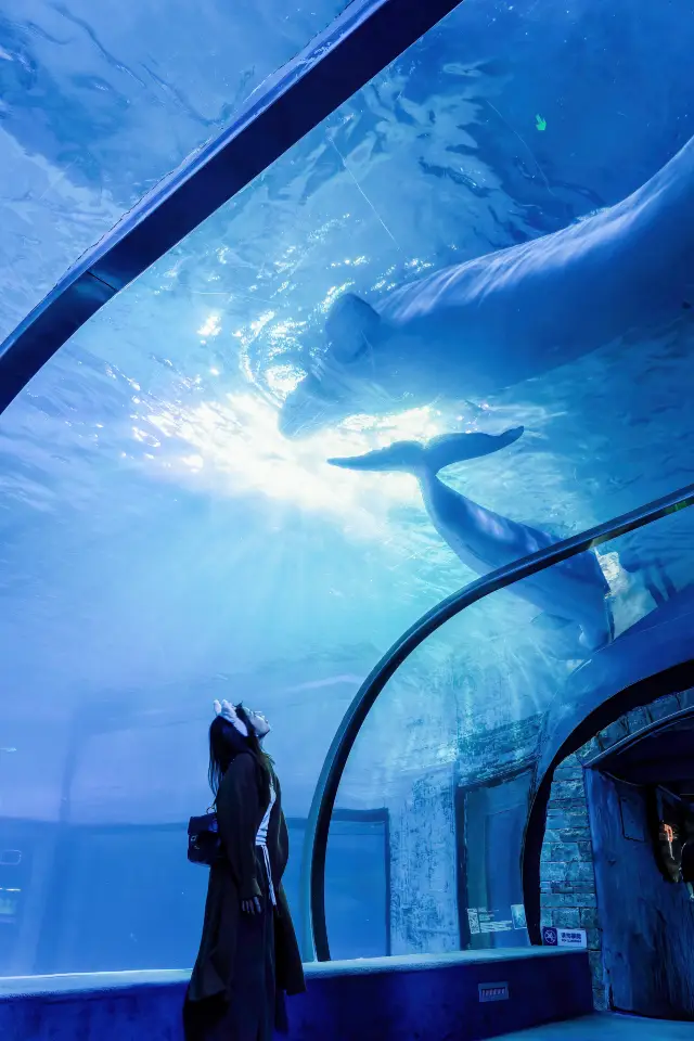 Venturing into the blue ocean in Guangzhou and swimming with the whales