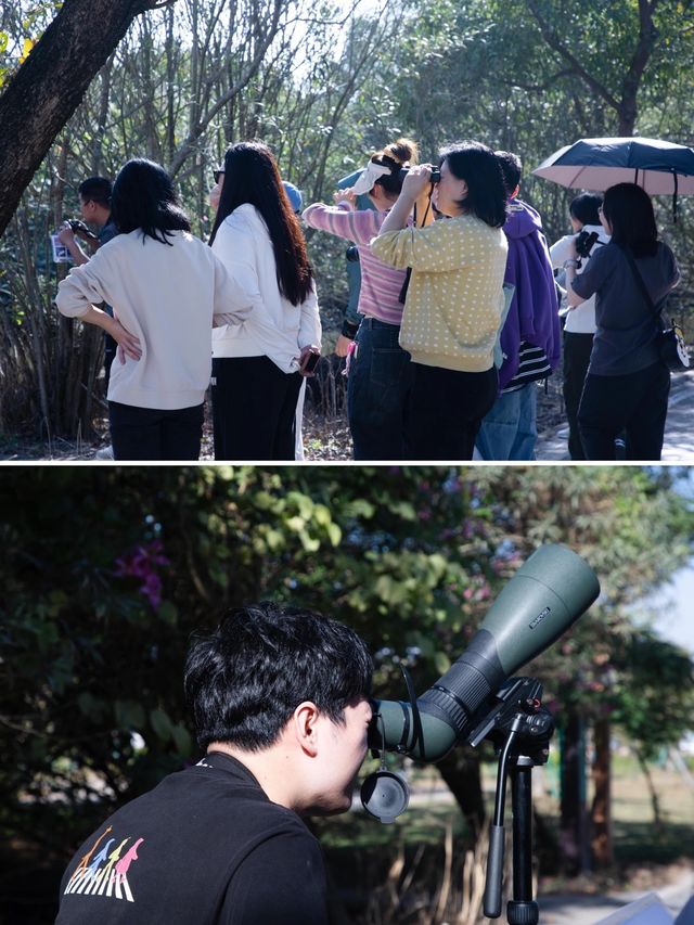 廣州團建好去處|不能錯過的南沙冬日觀鳥季