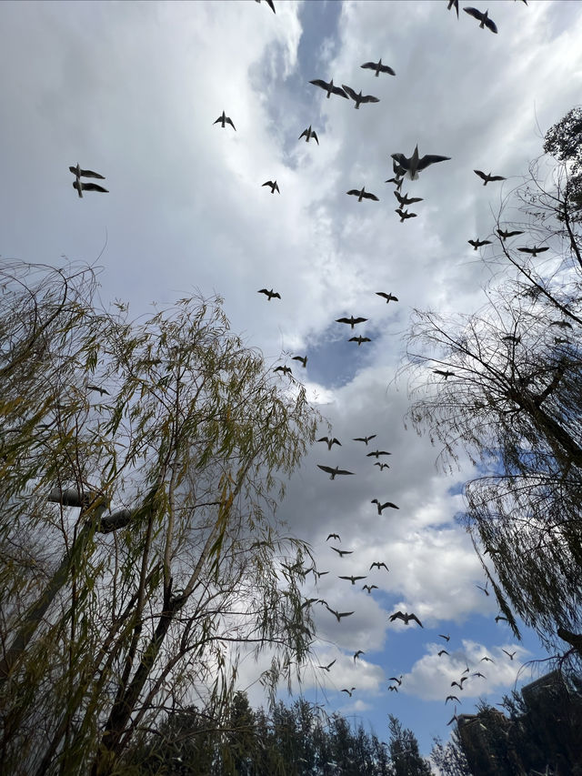 昆明餵海鷗｜不是滇池去不起，而是翠湖公園更有性價比！