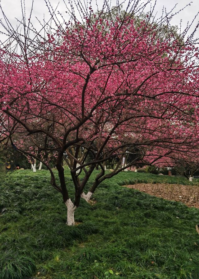 浙江衢州-府山公園