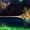 CelestialRhythm
