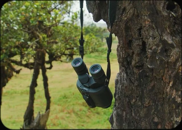 그래요. 포르투갈에서 가장 신비로웠던 숲🌳