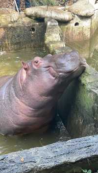 終於帶兒子來寧波野生動物園玩了