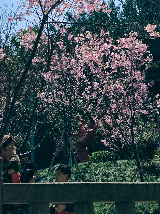 烏山風景區，賞花好去處