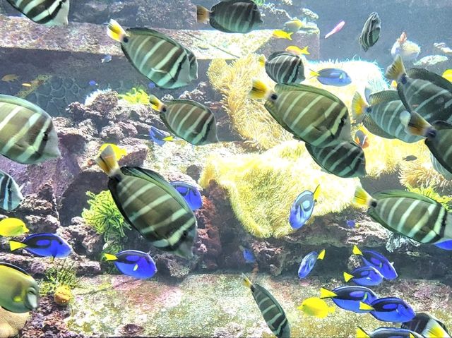 三亞 • 亞特蘭蒂斯失落空間水族館