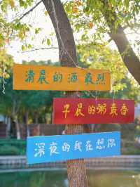上海周末小眾寶藏人少金色稻田田園風光！