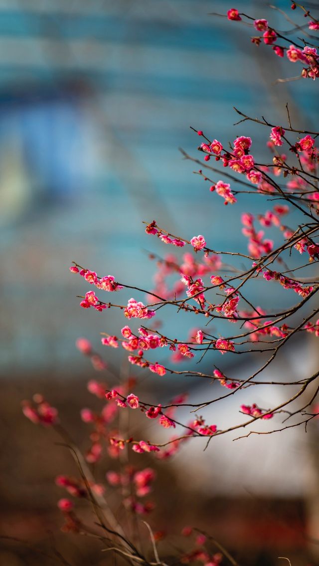 滿城花開的春天｜城中公園的紅梅｜春意盎然