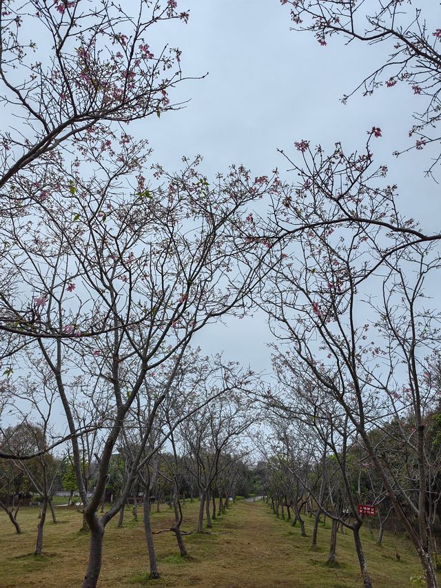 來玉林五彩田園親近大自然吧！