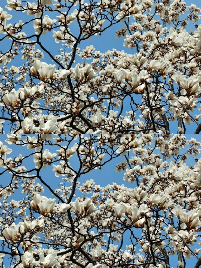 NNU | I'm at Suiyuan, receiving a love letter from spring