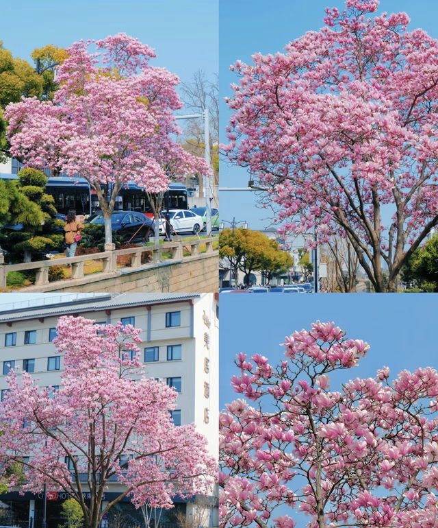 蘇州｜玉蘭季圓滿結束命追花一日遊路線