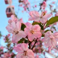 Gucun Park is covered in pink 🌸