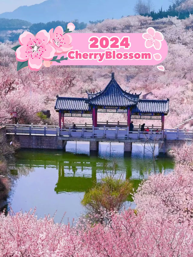 Romantic Cherry blossom in Qingdao🇨🇳