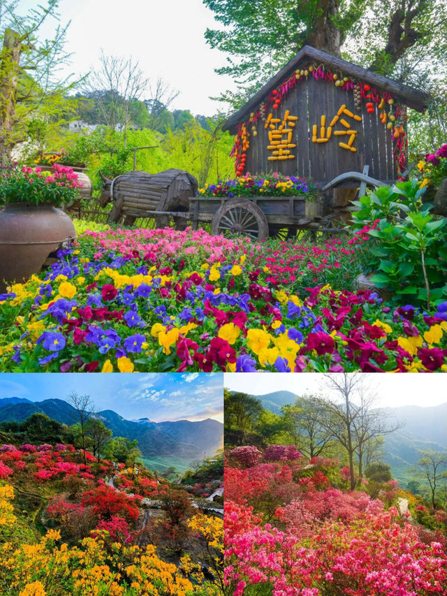 三月賞花去篁嶺，萬畝油菜花花海美到窒息