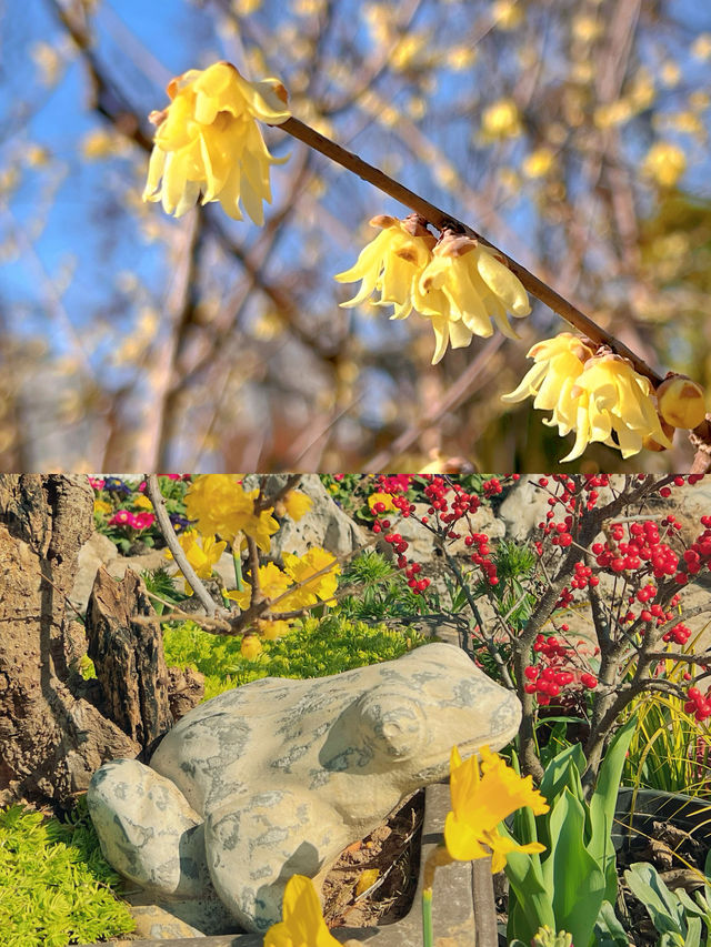 冬日的真如公園，唯有腊梅暗香來！