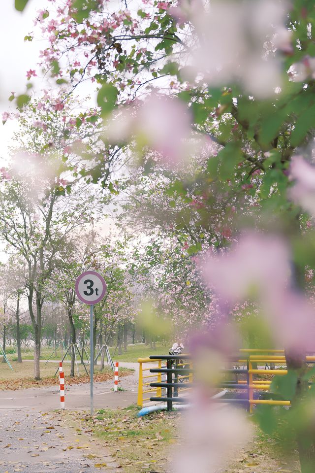 發現廣州絕美紫荊花綠道｜一大片，人少