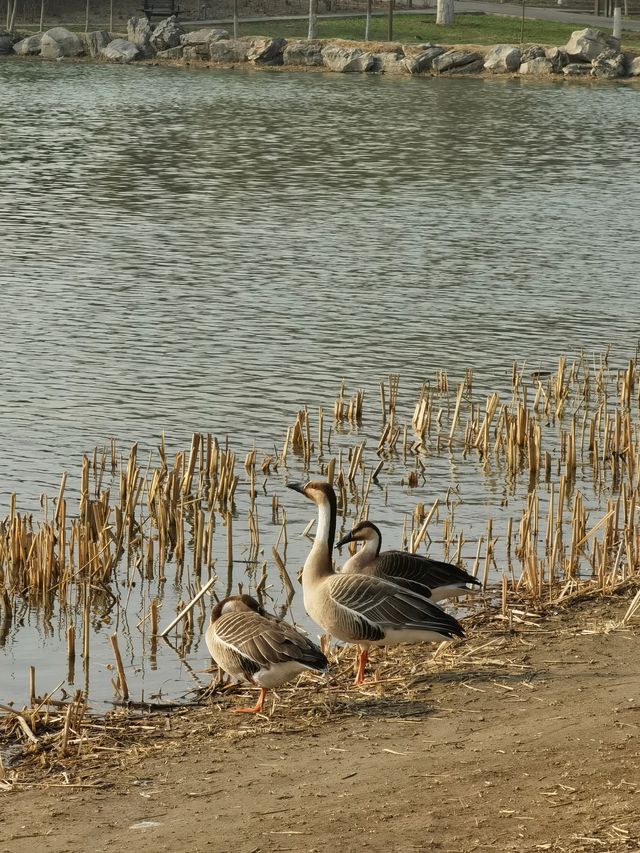 賞花探綠與雁同行，就在南海子公園