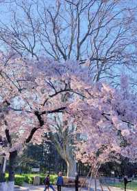 青島中山公園每年一度賞花季旅遊攻略