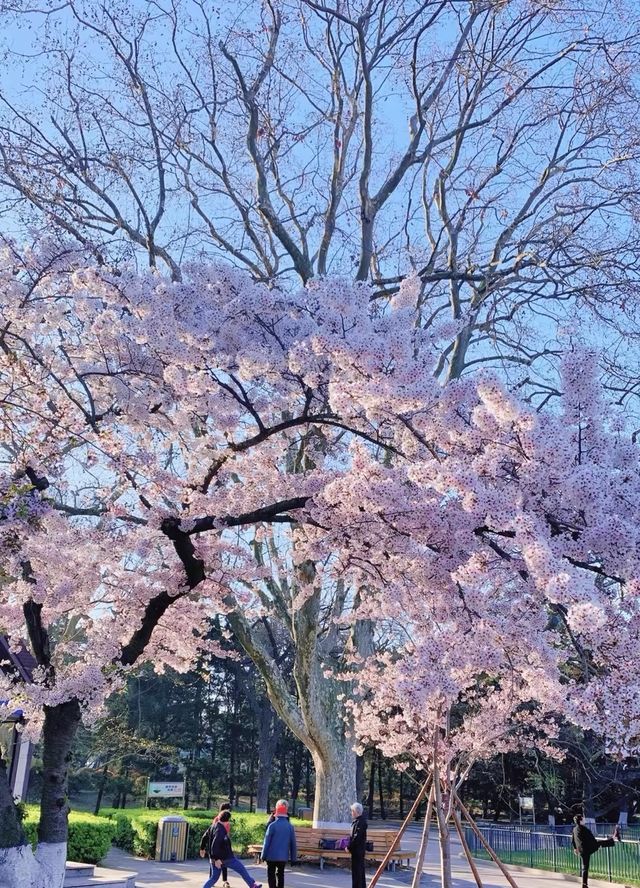 青島中山公園每年一度賞花季旅遊攻略