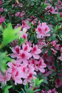 海珠濕地公園宮粉紫荊和櫻花競相綻放！