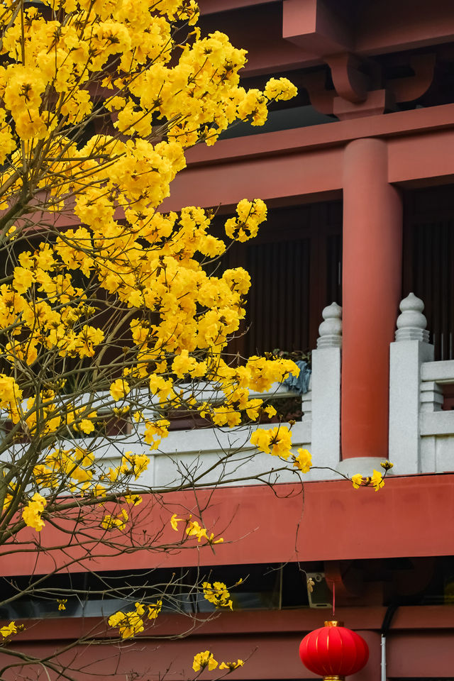 我不允許你還不知道廣州光孝寺的浪漫