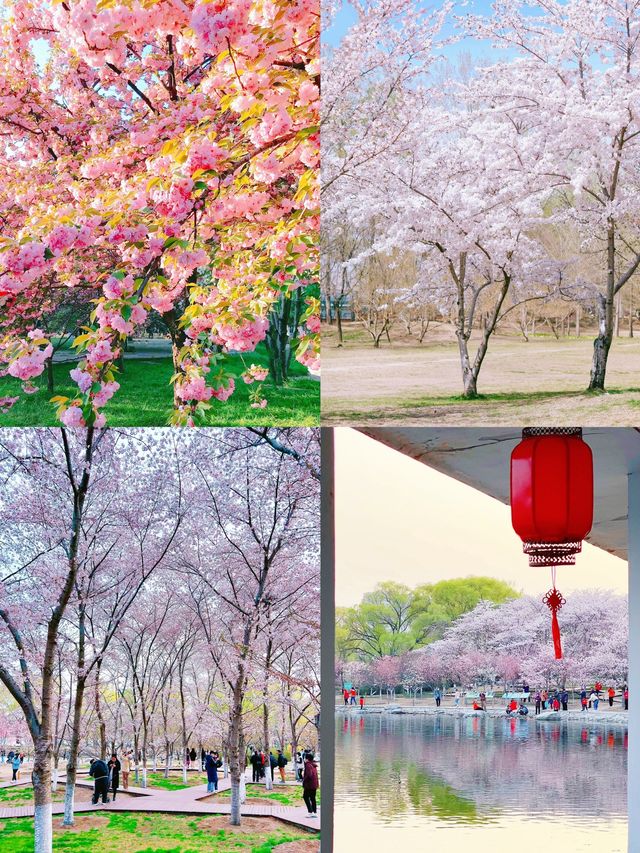 北京的春天太美了
