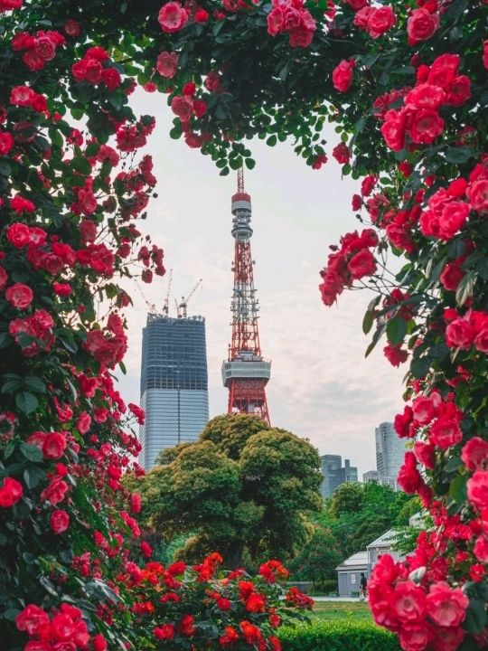 Tokyo Shiba Park is Breathtaking 🌷