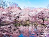 Best Tokyo Sakura Spot