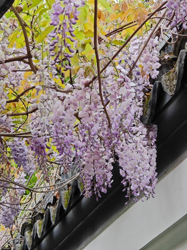 這個公園裡藏著470年的古藤