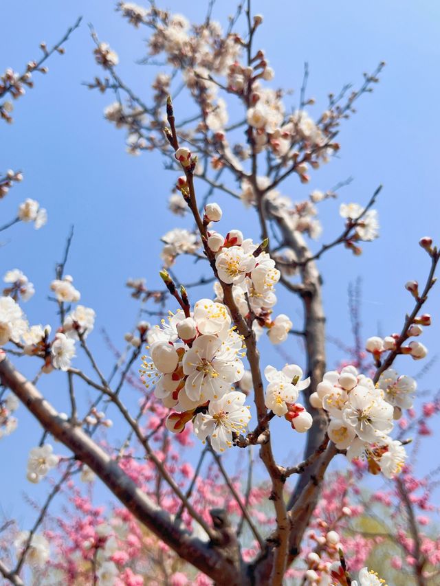 花兒朵朵開，先去哪賞花呢