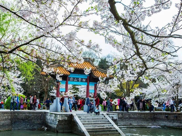 Cherry Blossom Splendor in Wuxi, Jiangsu 🌸🏞️