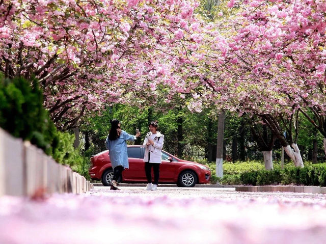 Spring Delight in Shandong's Qingdao 🌸🌊