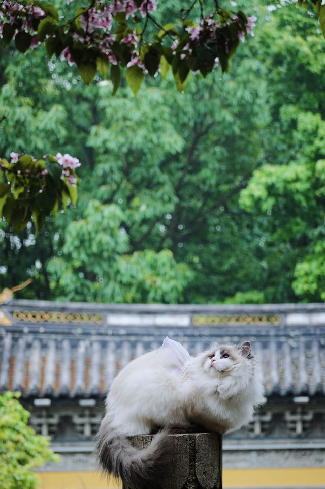 滿樹繁花 獨樹成春，說的就是這裡吧