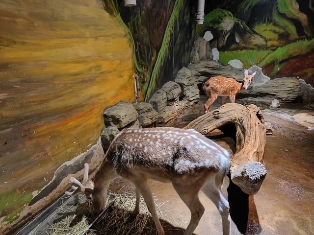 主城周末溜娃好去處｜綠色星球動物園