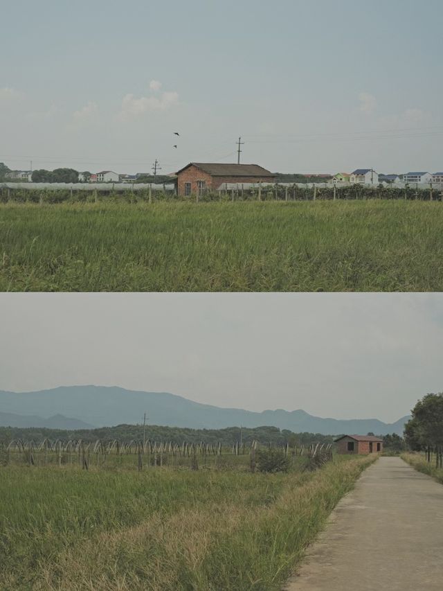 岳陽！超小眾古鎮甜酒聖地|長樂古鎮